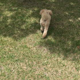 トイプーココの白内障治療の日記 ⑦の画像