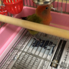 梅干しの種のお守りの画像