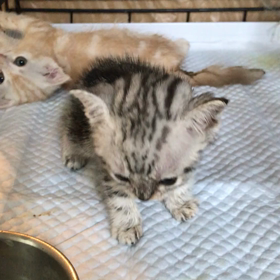 水頭症のみかんちゃんの画像