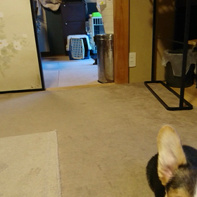 どうしても助けたいの画像