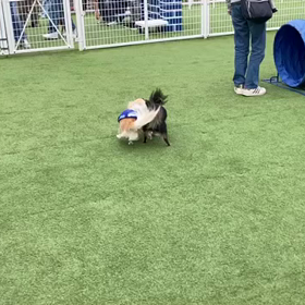 今日はたろしゃとのーんびり❣️の画像