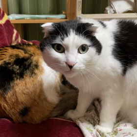 あ、そういえばの画像