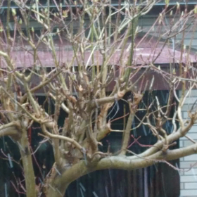 春分の日...そして雪の画像