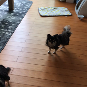 しつけ教室の宿題の画像