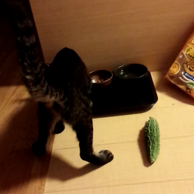 よし子とゴーヤ(´･ω･`)の画像