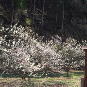 花桃の里ってすごいのね②の画像