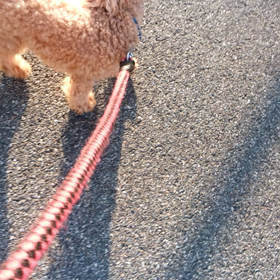 マロンくんの画像