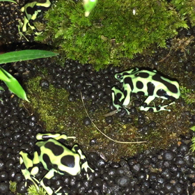 マダラヤドクガエルの画像
