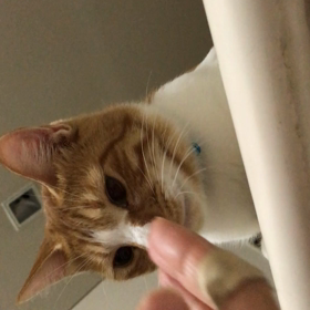 里親様募集中のハク君の画像