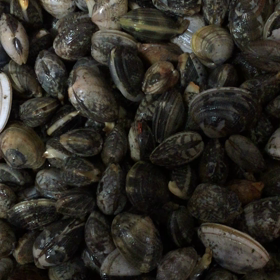 アサリの音の画像