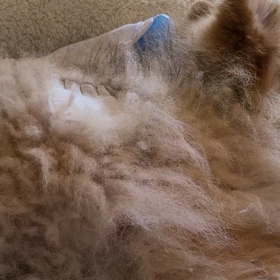 食べてくれない( ω-、)の画像