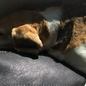 ポカポカの中 グーグーの画像