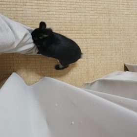 毎晩カクカク！の画像