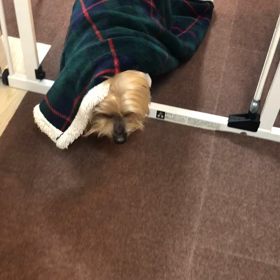 つぶやきの画像