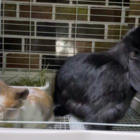 ちょっと広くなったくろろちゃん家の画像