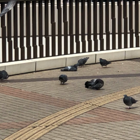 月曜日の鳩の画像