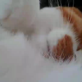 きょうのにゃんこの画像