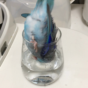 今朝のライちゃん〜朝から激しく水浴びの画像