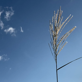 “自然と音遊び” プロジェクト vol.093！の画像