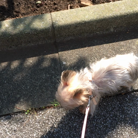 何が何でも右側通行の画像