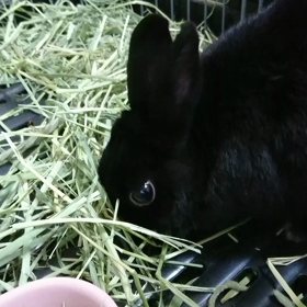 飼い主の責任とはの画像