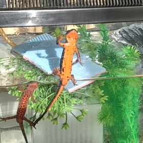 SixTONES - Imitation Rainの画像