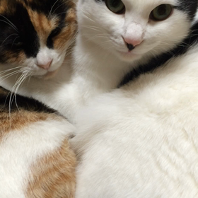 ただただ仲良し動画の画像