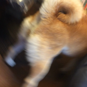 サンタさんへおねだり♪の画像