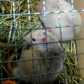 ■ココちゃん■の画像