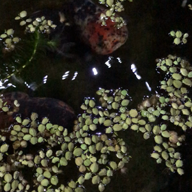 プラ舟金魚〜近況報告〜の画像