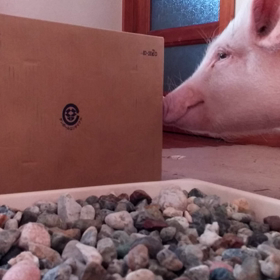 食べるぴーちゃんの画像