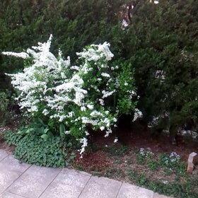 雪柳とちゃこの画像