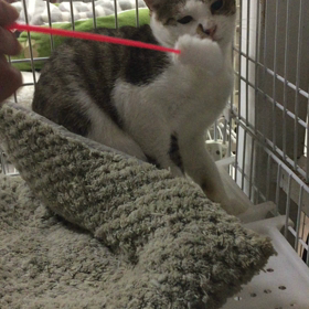 迷惑そうな福助の画像