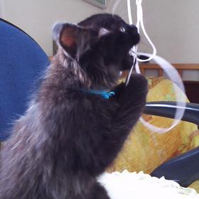 可愛すぎるのは罪だニャン♪♪の画像