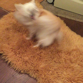 高速ドーナツスピンの画像