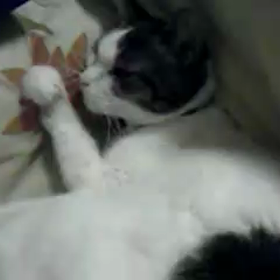 乳ガンとまだ気付いていなかった....（乳ガン①）の画像