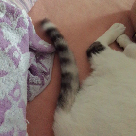 パタパタの画像