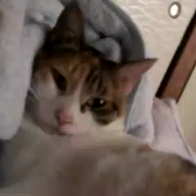 てんこの好きなものの画像