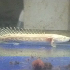 スーパー激レア魚現る！！の画像