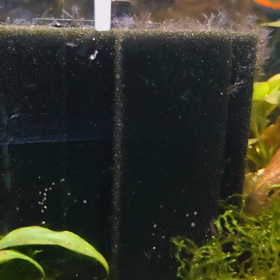 Apistogramma baenschi_20220118の画像