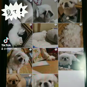 zengoアプリ  日本上陸の画像