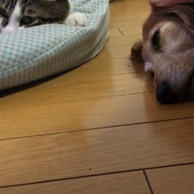 早起き、ixpanddriveに成功してiCloudに空きができ、チップの動画を取ったら…涙。の画像