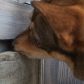 ふにふにの画像