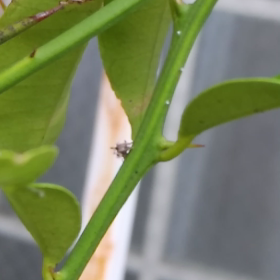 クサカゲロウの幼虫さんの画像