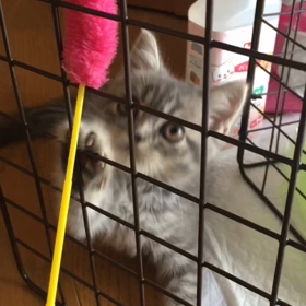 長めのお留守番の画像