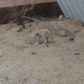 フェネックはキツネ 子供可愛いの画像