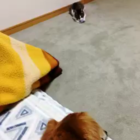 雨、更年期、チップと私の輪に入りたいデール動画 前半！の画像