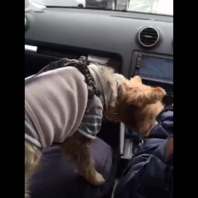 僕をかまって❕の画像