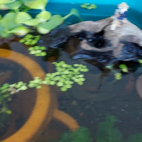 懲りずにまた桃太郎ビオトープ。の画像