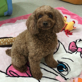 ♪プレイルーム動画♪③の画像